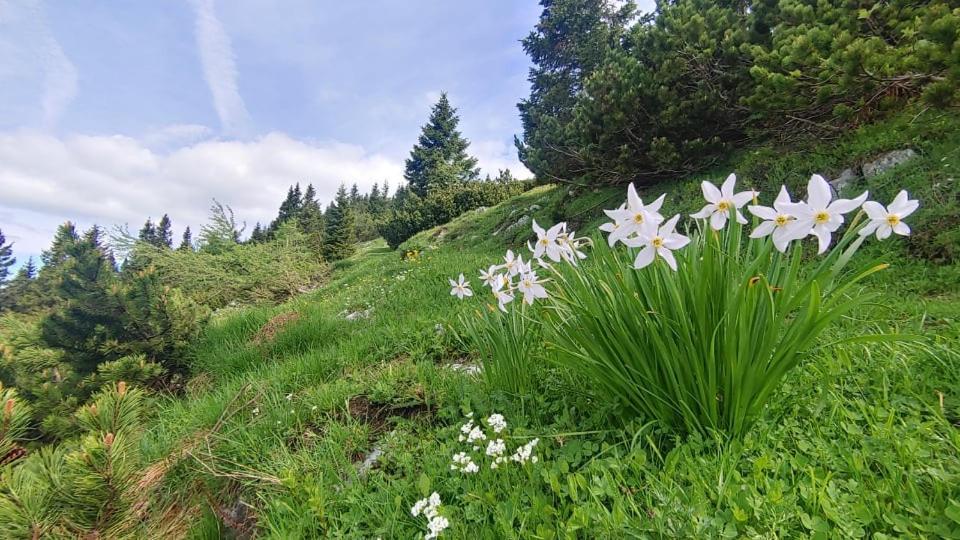 Appartement Kiara Jesenice