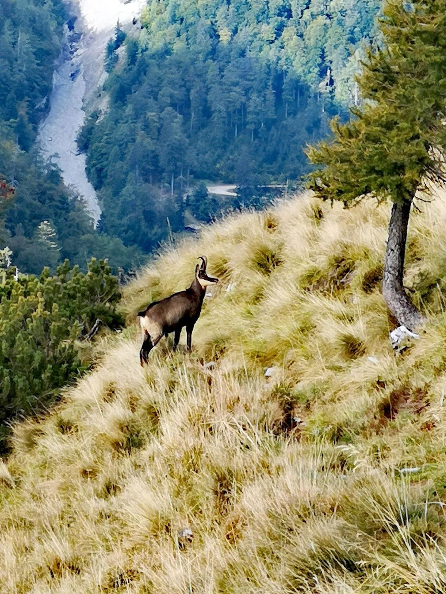 Kiara Appartamento Jesenice